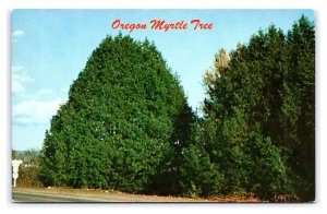 Oregon Myrtle Tree Postcard