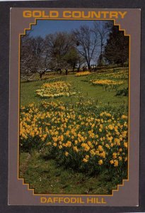 CA Daffodil Hill Flowers Sutter Creek California Postcard McLaughlin Family