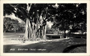 Hawaii HI Banyan Tree Real Photo Vintage Postcard