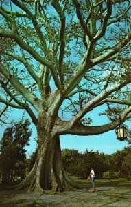 Clearwater FL-Florida, Famous Kapok Tree Bombax Malabaricum, Vintage Postcard