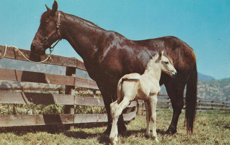 Mare and Foal Postcard Vintage Very Nice Horses