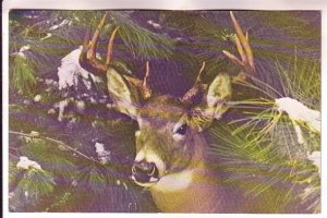 White-tail Deer, Maine, Phantom of the Forest