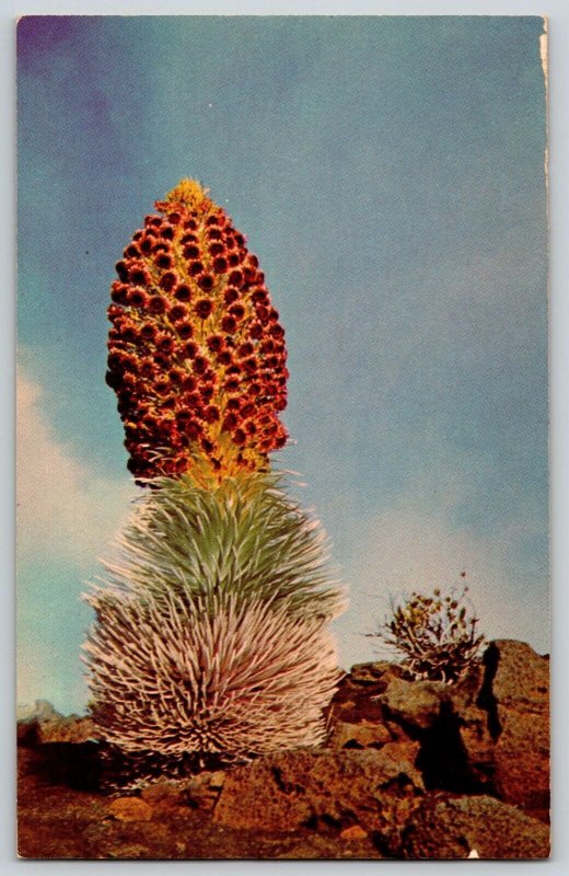 Postcard Hawaii Haleakala Silversword