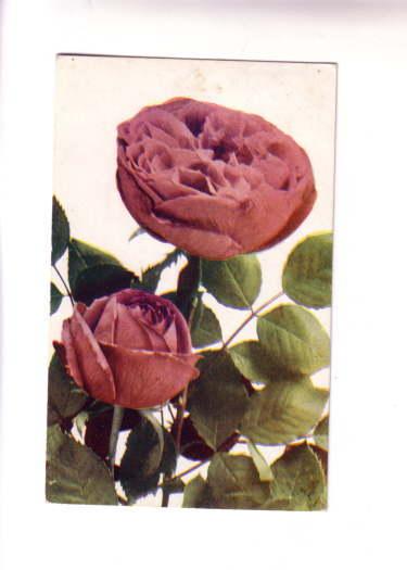 MacFarlane Floral, Pink Roses, Used 1907 Nova Scotia Split Ring Cancel