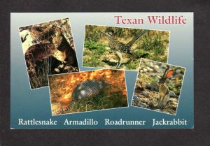 TX Texas Texan Wildlife Animal Rattlesnake Jackrabbit Armadillo Bird Postcard
