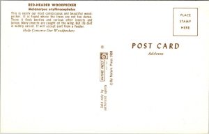 Red-Headed Woodpecker - [MX-662]