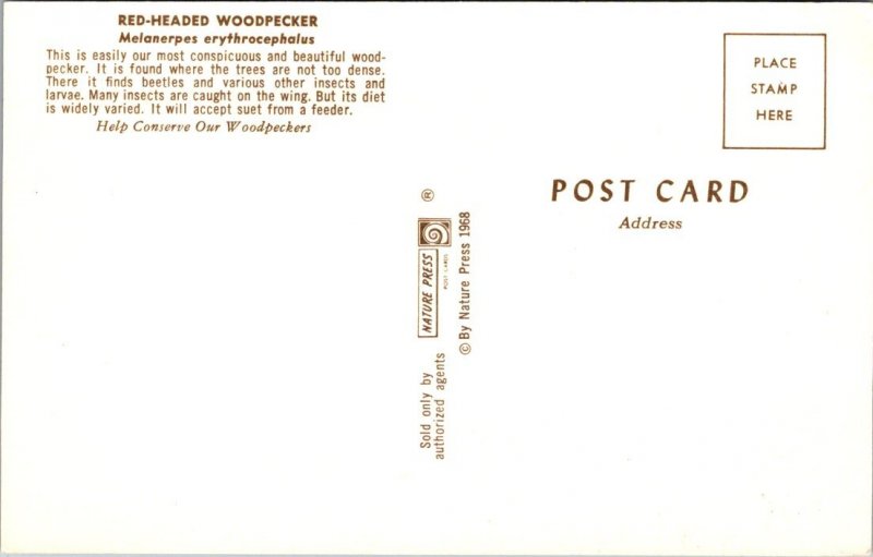 Red-Headed Woodpecker - [MX-662]