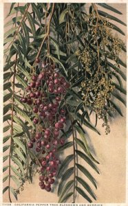 Vintage Postcard California Pepper Tree Blossoms and Berries Fruits Detroit Publ