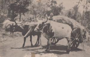 Kikuyu African Transport Antique Kenya Transportation Postcard