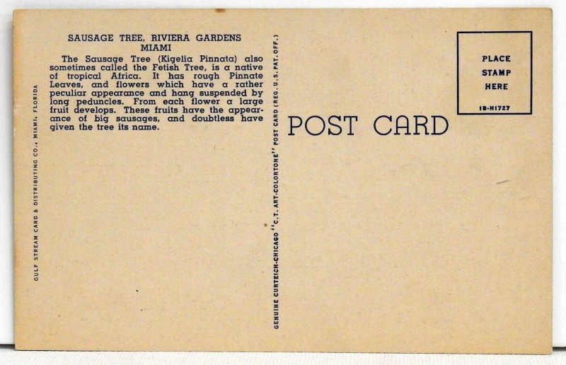 A Sausage Tree in Florida - Postcard
