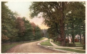 Vintage Postcard Kemble Street Roadways Tall Trees Lenox Massachusetts Detroit