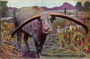 Barnum and Bailey Circus Water Buffalo Vintage Postcard U23