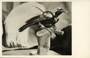 dutch new guinea, Paradise Bird (1950s) RPPC