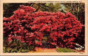 Azalea Full Bloom Mobile Alabama AL Rare Specimen Gorgeous Linen Postcard PM 