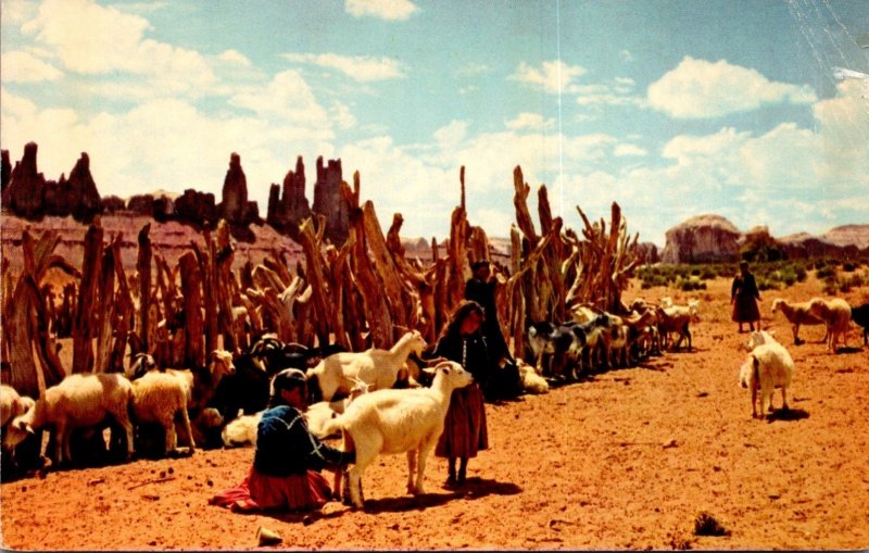 Arizona Navajo Indians With Sheep Herd