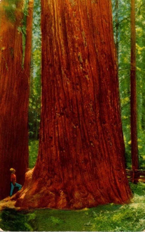 California Redwood Highway Bull Creek Flat Giant Redwood Tree 1964