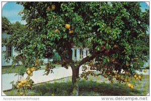 Florida Saint Petersburg Sleep In An Orange Grove