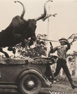 RPPC Bobby the Educated Steer -Buffalo OK, Oklahoma