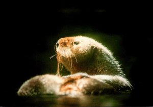 Canada British Columbia Otter