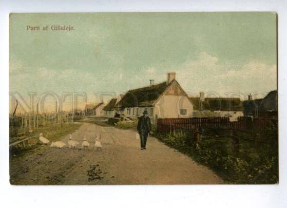 144786 DENMARK Parti af Gilleleje geese Vintage postcard