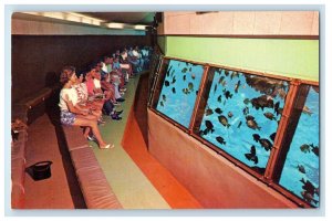 Florida's Silver Springs Glass Bottom  Boats Inside Aquatorium Vintage Postcard
