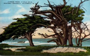 California Monterey Cypress Trees 17 Mile Drive 1946