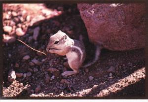 White Tailed Antelope Squirrel Barstow California