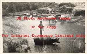 Indonesia, Sumatra, Berastagi, RPPC, Boy Standing on Water Buffalo's Back, Photo