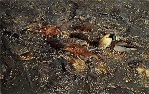 Fish at the Spillway Linesville, Pennsylvania, USA Fish / Sea Mammals 1966 