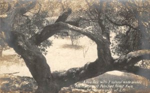 RPPC Arch Oak Tree, Petrified Forest Park, Calistoga, CA c1910s Vintage Postcard