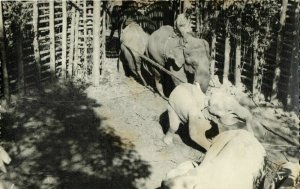 east pakistan, BANGLADESH, Elephant Khedda, Stockade Trap (1963) RPPC Postcard 2