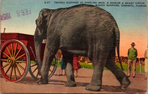 PC Trained Elephant Ringling Brothers Barnum & Bailey Circus Sarasota, Florida