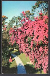 Blooming Bougainvilla Flowers,Cypress Gardens,FL BIN