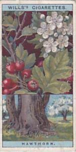 Wills Vintage Cigarette Card Flowering Trees &  Shrubs 1924 No 23 Hawthorn...