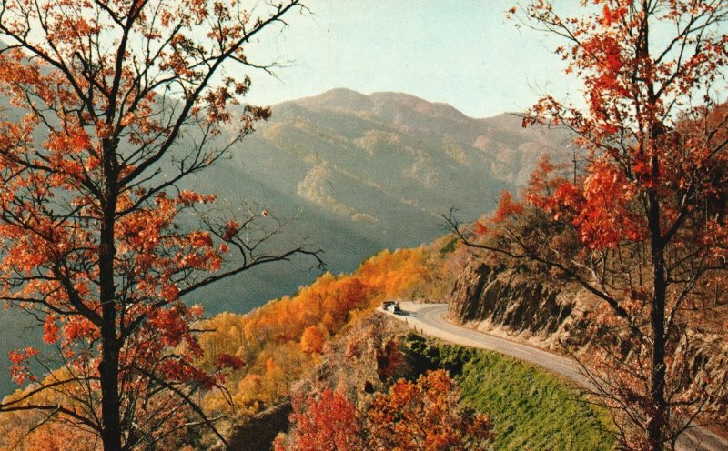 Vintage Postcard Autumn Scene Newfound Gap Highway Great Smoky Mountains Park