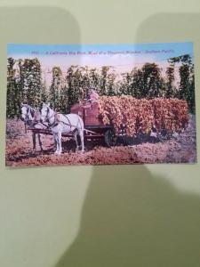 Antique Postcard, A California Hop Field, Road of a Thousand Wonders  #1951