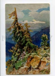 288530 Spruce tree on Mount Landscape Vintage Color postcard