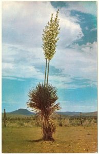 Yucca, Rubber Producing Plant, Vintage Chrome Postcard