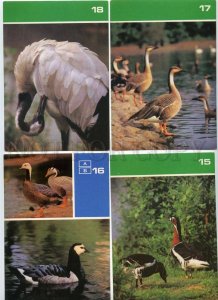 152476 Birds of MOSCOW ZOO COMPLETE Set 18 cards 1988