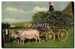 Old Postcard Folklore Pyrenees The re-entry of legs But Oxen hitch