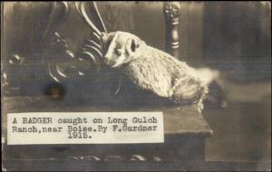 Hunting - Boise Idaho ID - Dead BadgerLong Gulch Ranch Real Photo Postcard