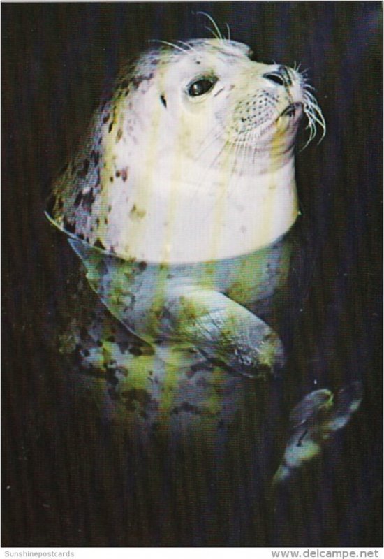 Canada Vancouver Island Harbour Seal