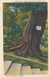 Arbor Vitae Tree at Natural Bridge VA, Virginia - 1000 Years Old - Linen