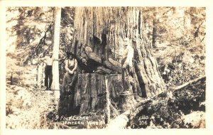  9 ft cedar Tree with loggers western Wash Ellis 106 RPPC Postcard aa717