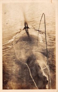 Humpback Whale Fisherman Real Photo Vintage Postcard AA69693