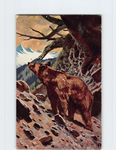 Postcard Bear Trees Mountain Landscape Scenery