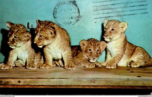 Washington D C National Zoological Park Lion Cubs 1961