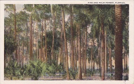 Pine And Palm Forest Florida