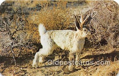 Jackalope Exasperation Postcards Post Cards Old Vintage Antique Exasperation ...