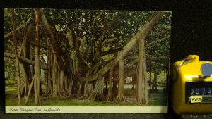 STD Vintage Giant Banyan Tree Florida Posted 2/9/1977